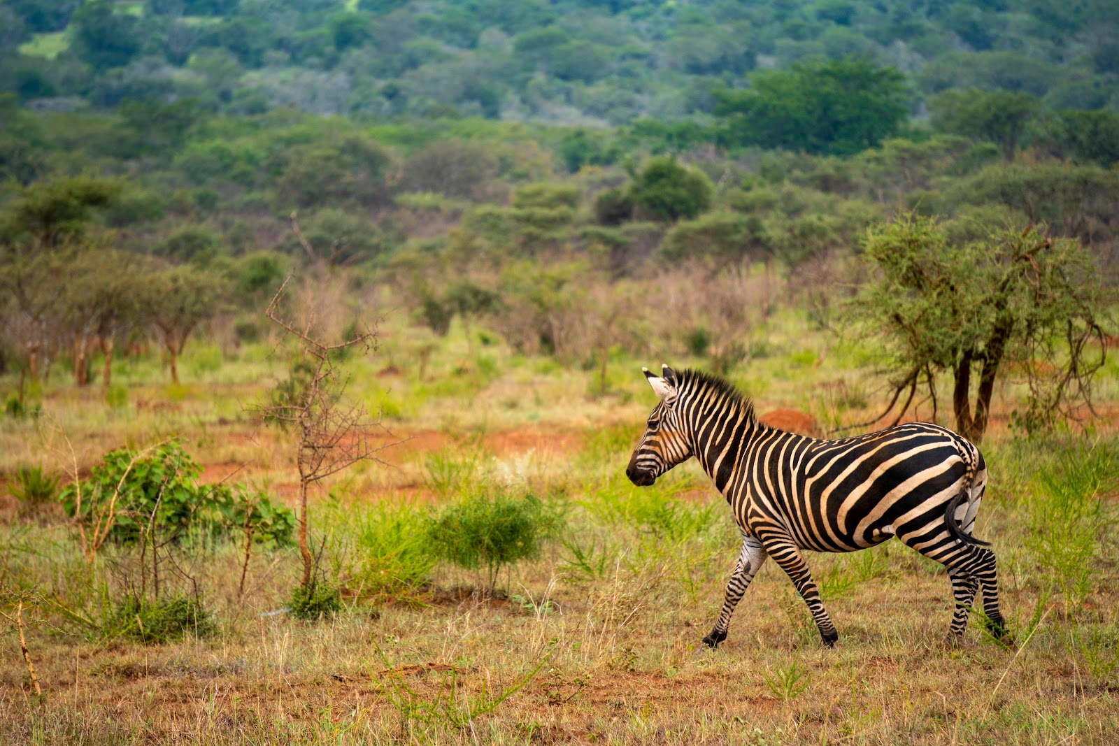 Akagera-National-Park city