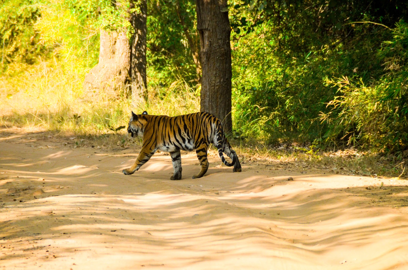 Bandhavgarh-National-Park city