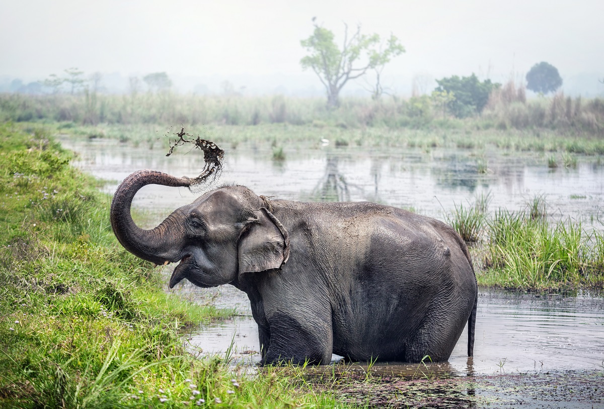 Chitwan-National-Park city