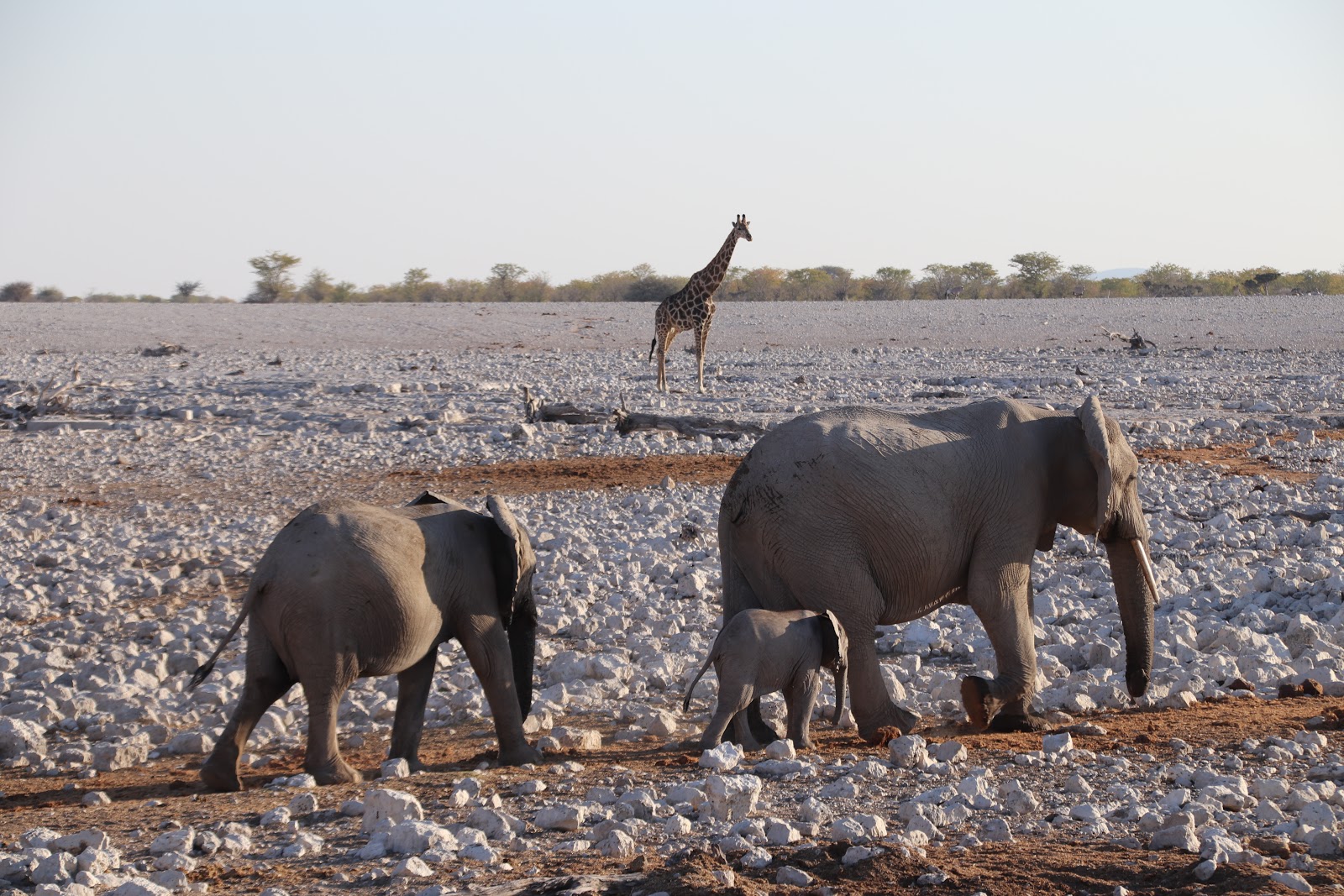 Etosha-National-Park city