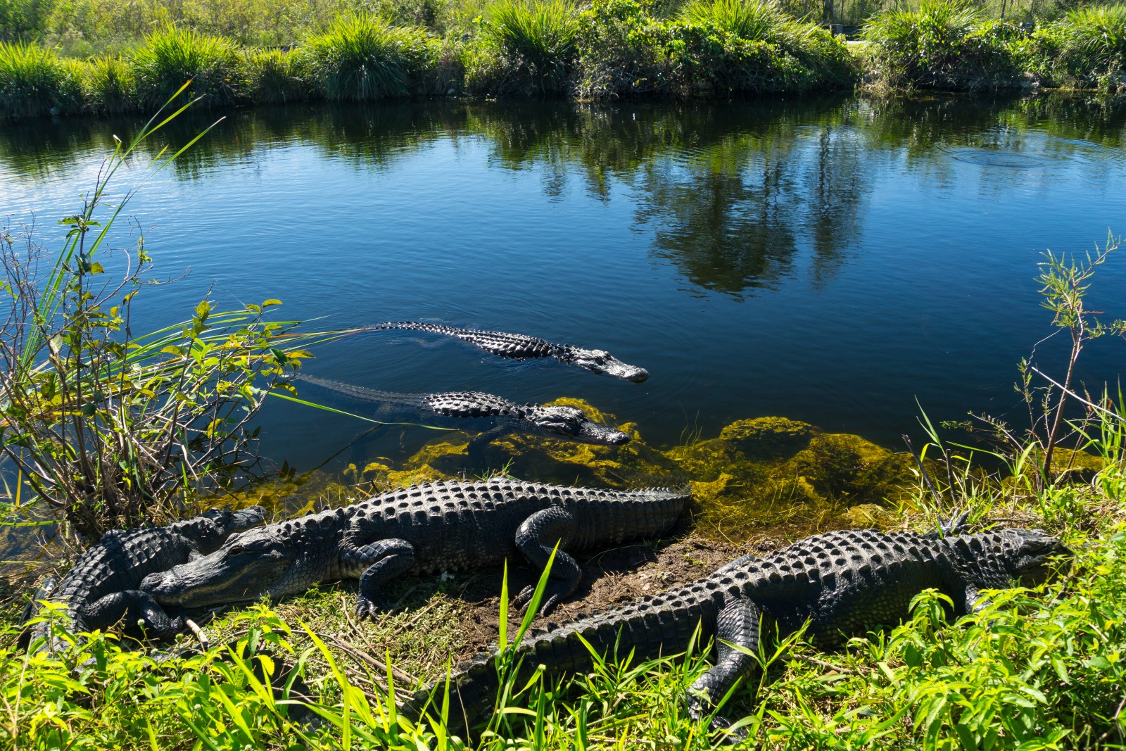 Everglades-National-Park city