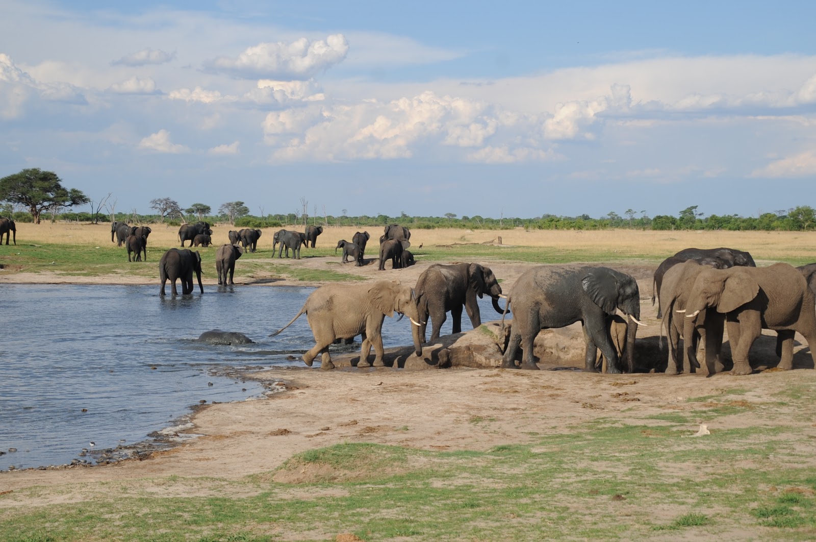 Hwange-National-Park city