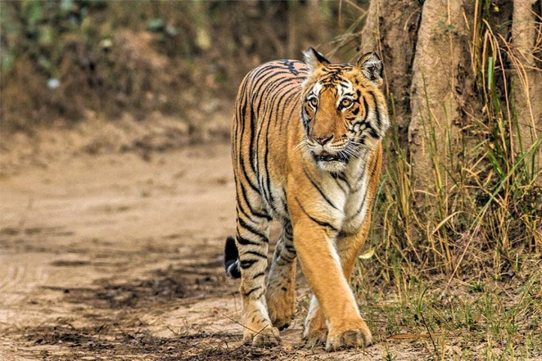 Jim-Corbett-National-Park city