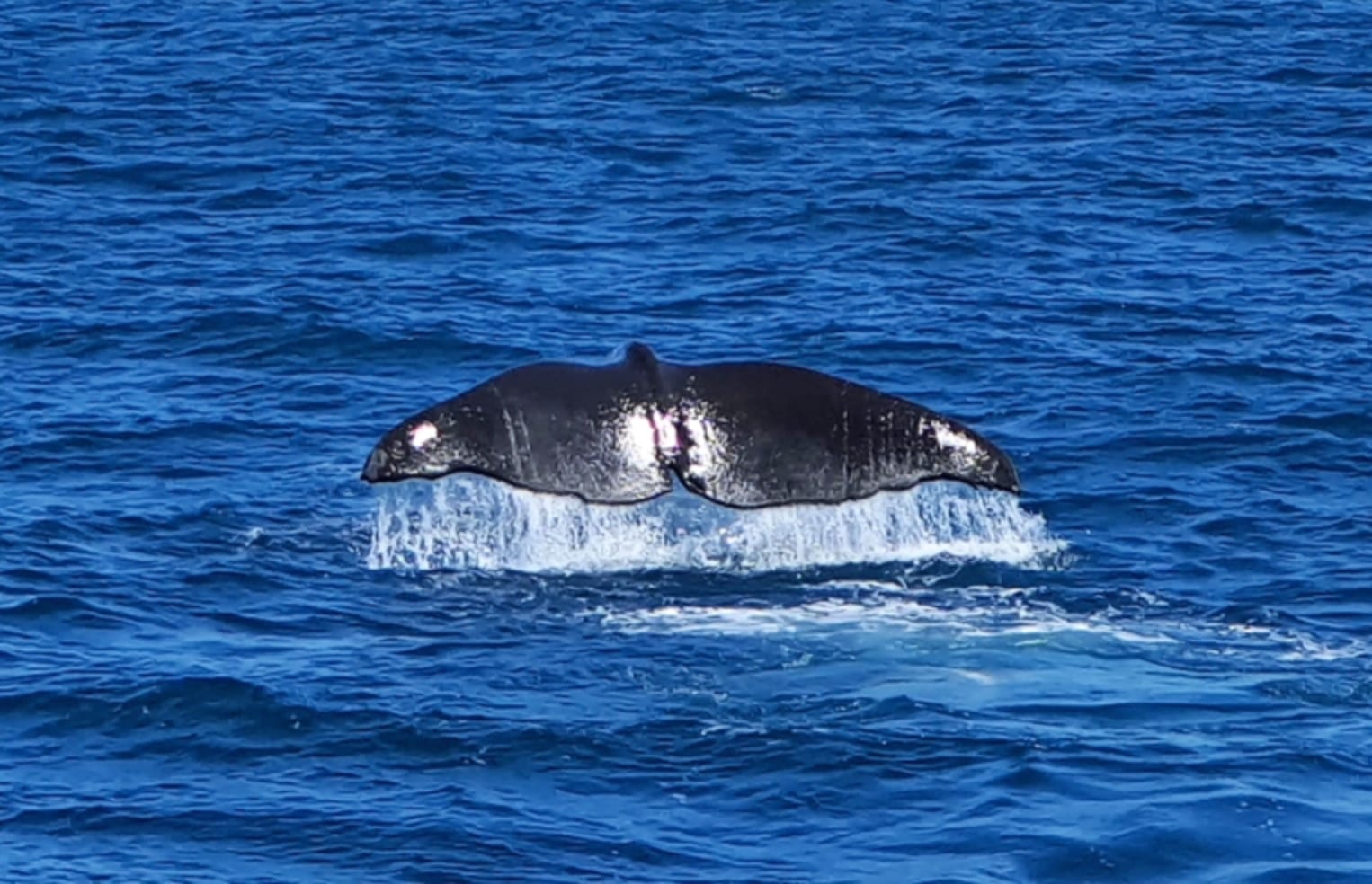 Kaikoura city