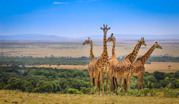 Maasai-Mara-National-Reserve city