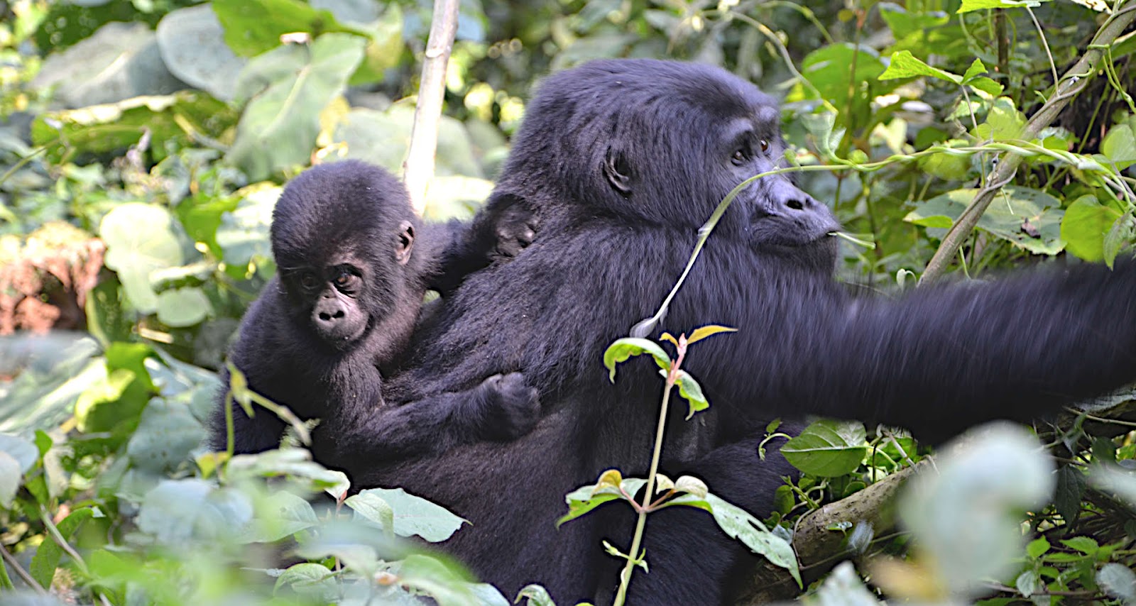 Mgahinga-Gorilla-National-Park city