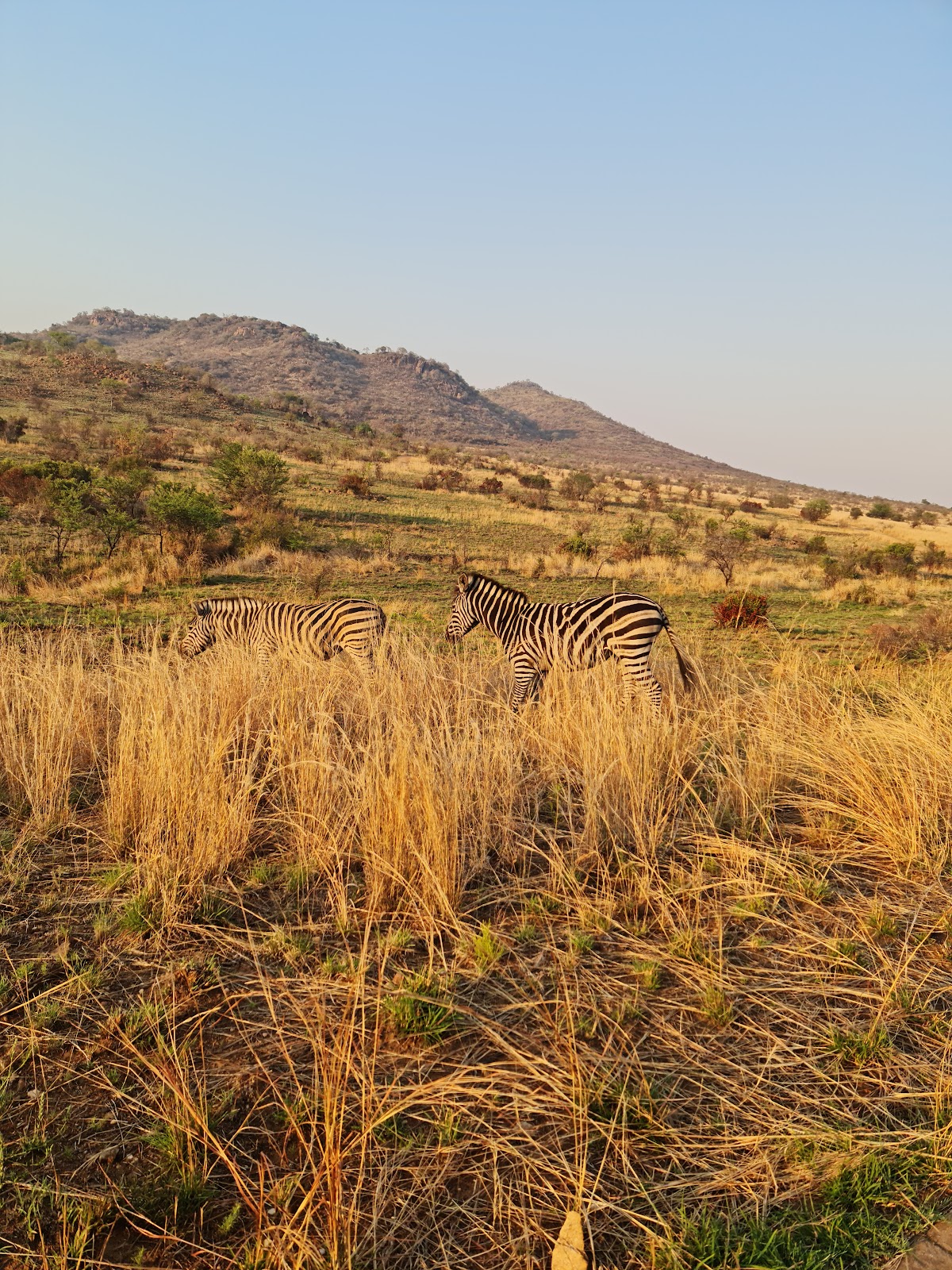 Pilanesberg-National-Park city