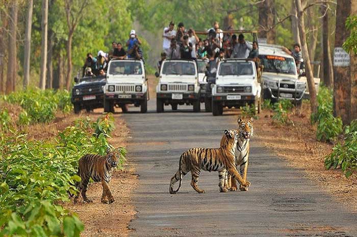 Ranthambore-National-Park city