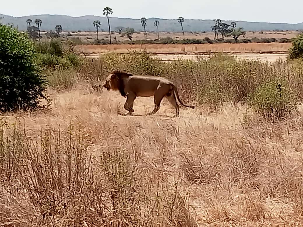 Ruaha-National-Park city