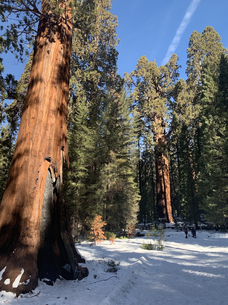 Sequoia-and-Kings-Canyon-National-Park city